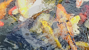 A variety and fancy carp fish with red yellow orange black gold and silver colour swim in the large water tank with refection surf