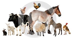 Variety of farm animals photo