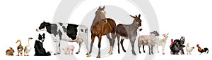 Variety of farm animals photo