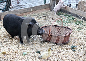 Variety of farm pigs and chicks