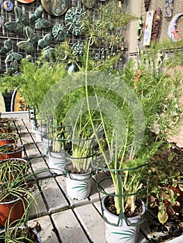 Variety of fennel in pots in garden house