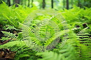 a variety of fern species in a humid meadow
