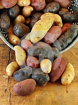 Variety of Fingerling Potatoes in Colander