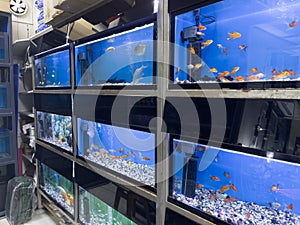 Variety of fish for sale in a pet shop