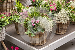 Variety of flowers in decorative pots and wicker baskets. decorations for the garden. growing flowers.fresh flowers.