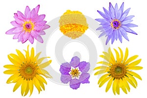 Variety flowers isolated