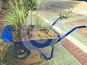 Variety of flowers and plants kept in blue wheelbarrow near the fence on the street