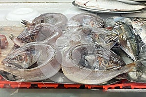 Variety of fresh fish in a seafood market in the city.