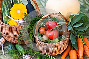 Variety of fresh organic seasonal vegetables and herbs in the garden.