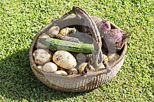 Variety of fresh organic vegetables in the basket.