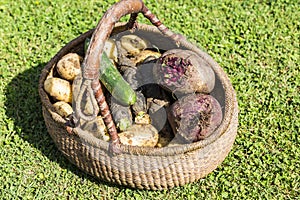 Variety of fresh organic vegetables in the basket.