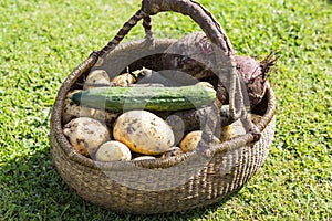 Variety of fresh organic vegetables in the basket.