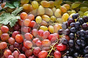 Variety of fresh sweet grapes