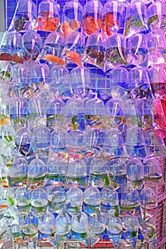 A Variety of Fresh Water Aquarium Fish sold in Transparent Plastic Bag