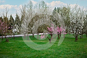 A variety of fruit trees are in full bloom in the spring sunshine