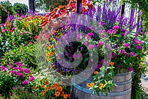 A Variety of Garden Flowers