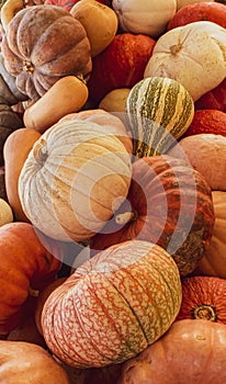 Variety of gourds and pumpkins in a rural fall farm market