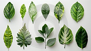 Variety of Green Leaves.AI generated image photo