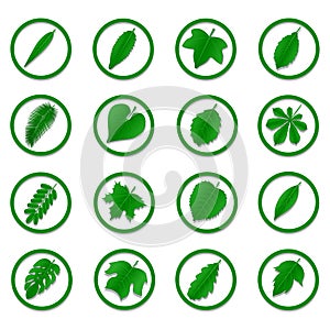 A variety of green leaves