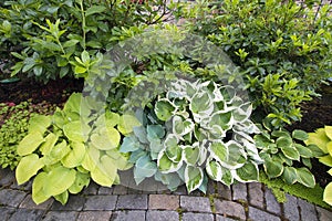 Variety of Hostas and Shrubs Along Garden Path