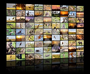 A variety of images of Botswana as a big image wall, documentary channel