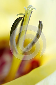 Variety iris (Tigridia pavonia) close up