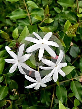 A variety of Jasmine,Scientific name called as Jasminum grandiflorum.