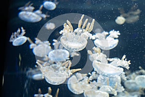 Variety of jellyfish in aquarium tank