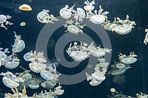 Variety of jellyfish in aquarium tank