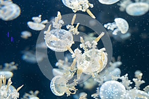 Variety of jellyfish in aquarium tank