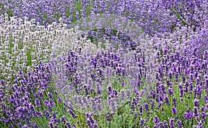 Variety of Lavender Flowers Background