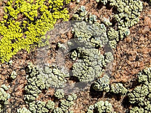 Variety of Lichen on a Rough Rock