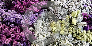 Variety of limonium sinuatum or statice salem flowers in violet, pink, white, yellow colors in the garden shop.