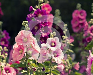 Variety of mallow flowers on the flowerbed