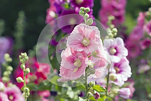 Variety of mallow flowers on the flowerbed