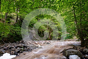 A variety of mountain rivers with lots of trees and crystal clear drinking water