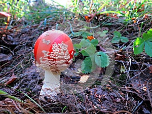 Variety of mushrooms in the autumn forest