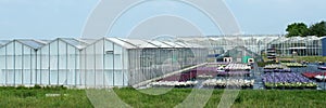 Variety of old greenhouses together in Westland area.