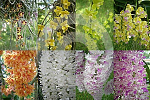 A variety of orchid flower