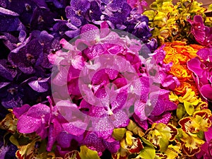 variety of orchid flower in different colors in a floral arrangement, background and texture