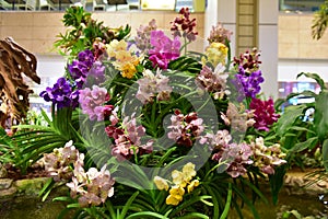 Variety of orchids blooming in a garden