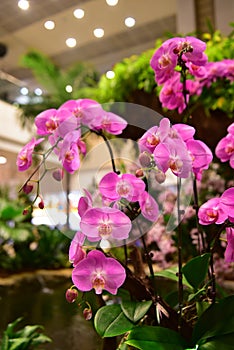 Variety of orchids blooming in a garden