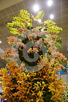 Variety of orchids blooming in a garden