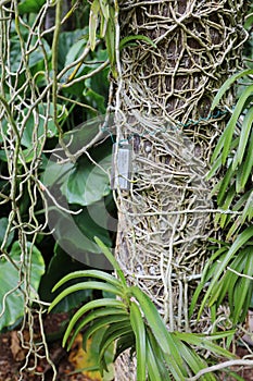 A variety of orchids growing on the trunk of a Dictyosperma album, Princess Palm, with extensive roots encircling a tree trunk