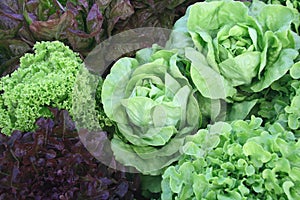 Variety of organic lettuces