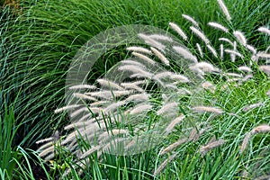 Variety of ornamental grass