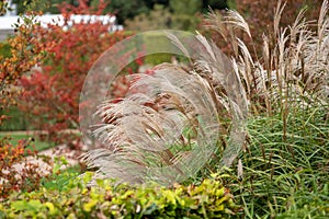 Variety of ornamental grasses and shrubs, photographed at the RHS Wisley garden, Woking, Surrey UK.
