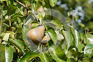 Variety of pear fruit called Gellert\'s Butterbirne and captured on the tree among lush foliage.