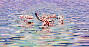 A variety of pink flamingos, Kenya national park.