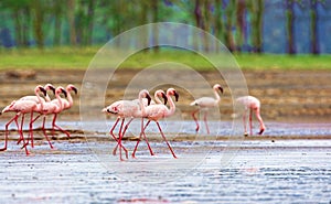 A variety of pink flamingos, Kenya national park.